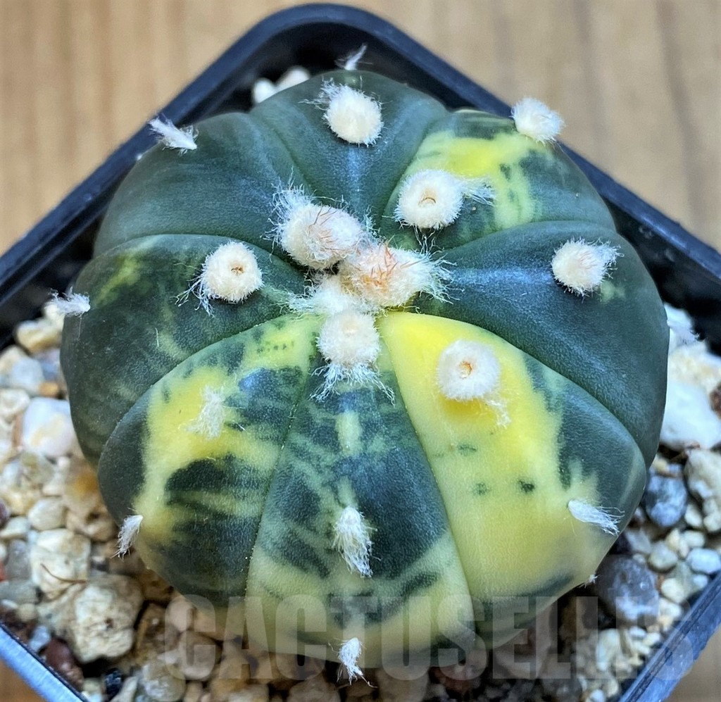 SH14290 Astrophytum asterias f. variegata