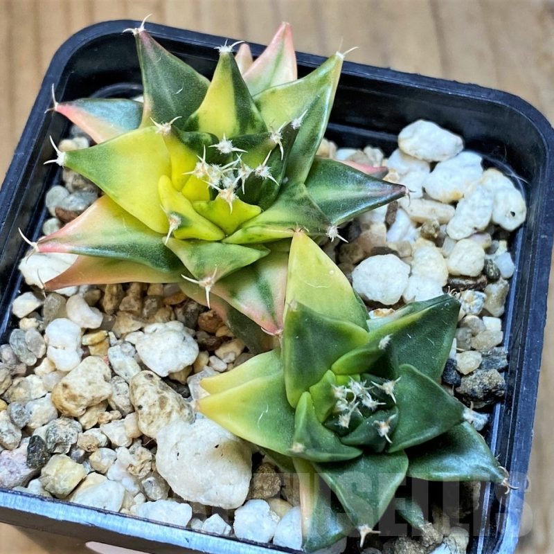 SH14295 Obregonia denegrii f. variegata 2 plants