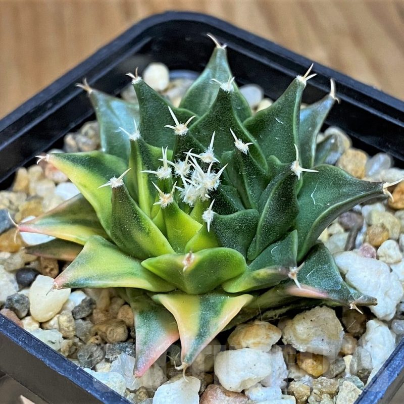 SH14296 Obregonia denegrii f. variegata