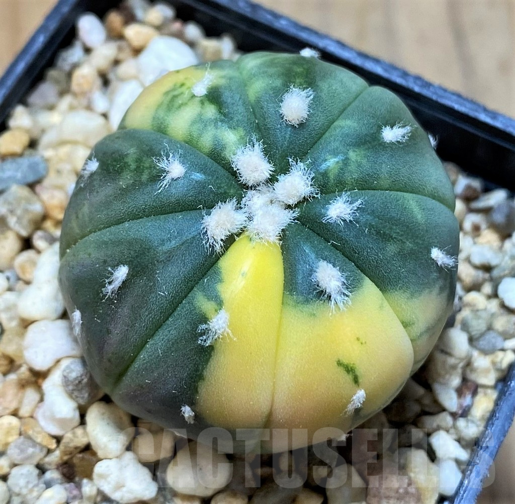 SH14279 Astrophytum asterias f. variegata