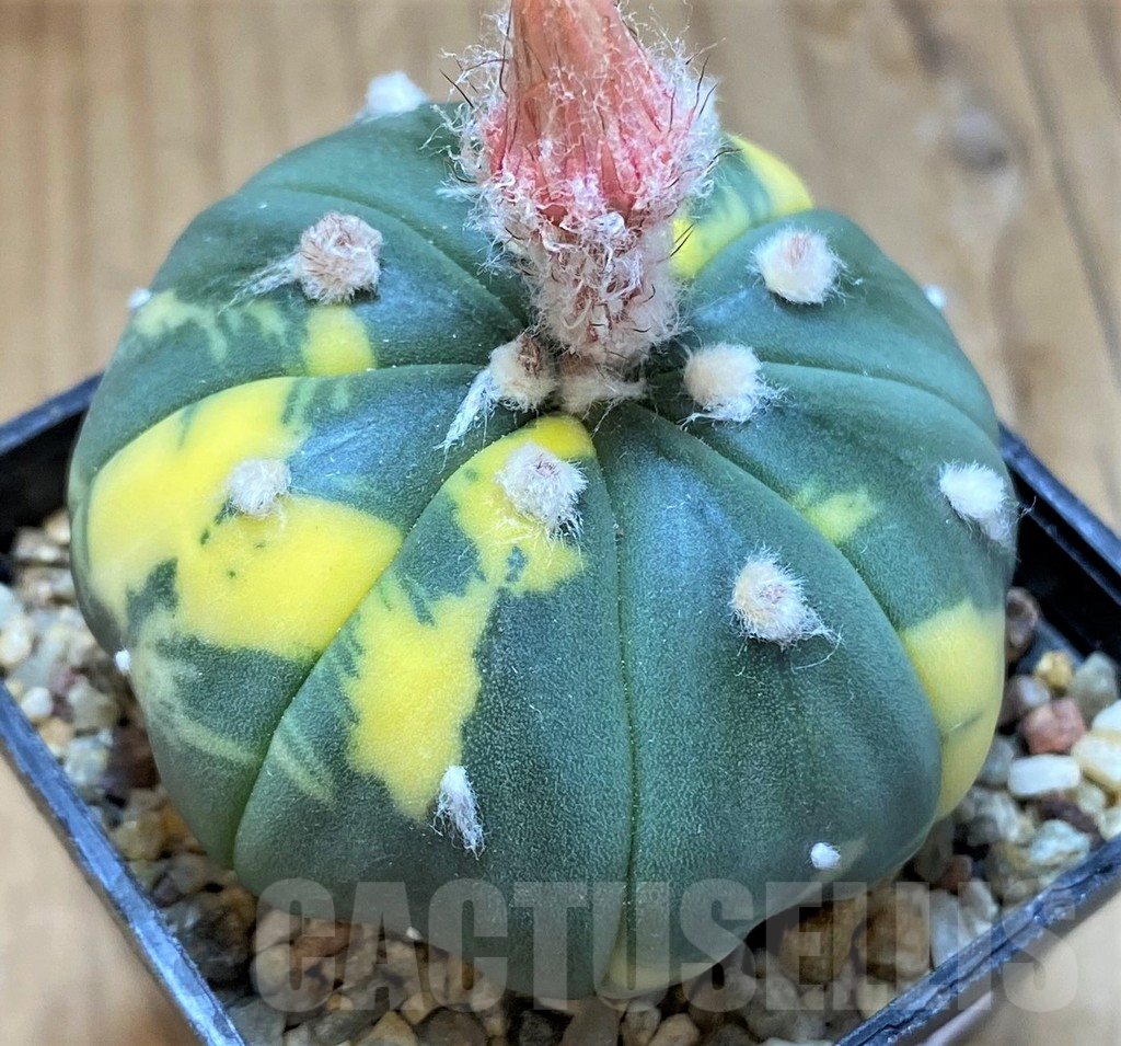SH14280 Astrophytum asterias f. variegata