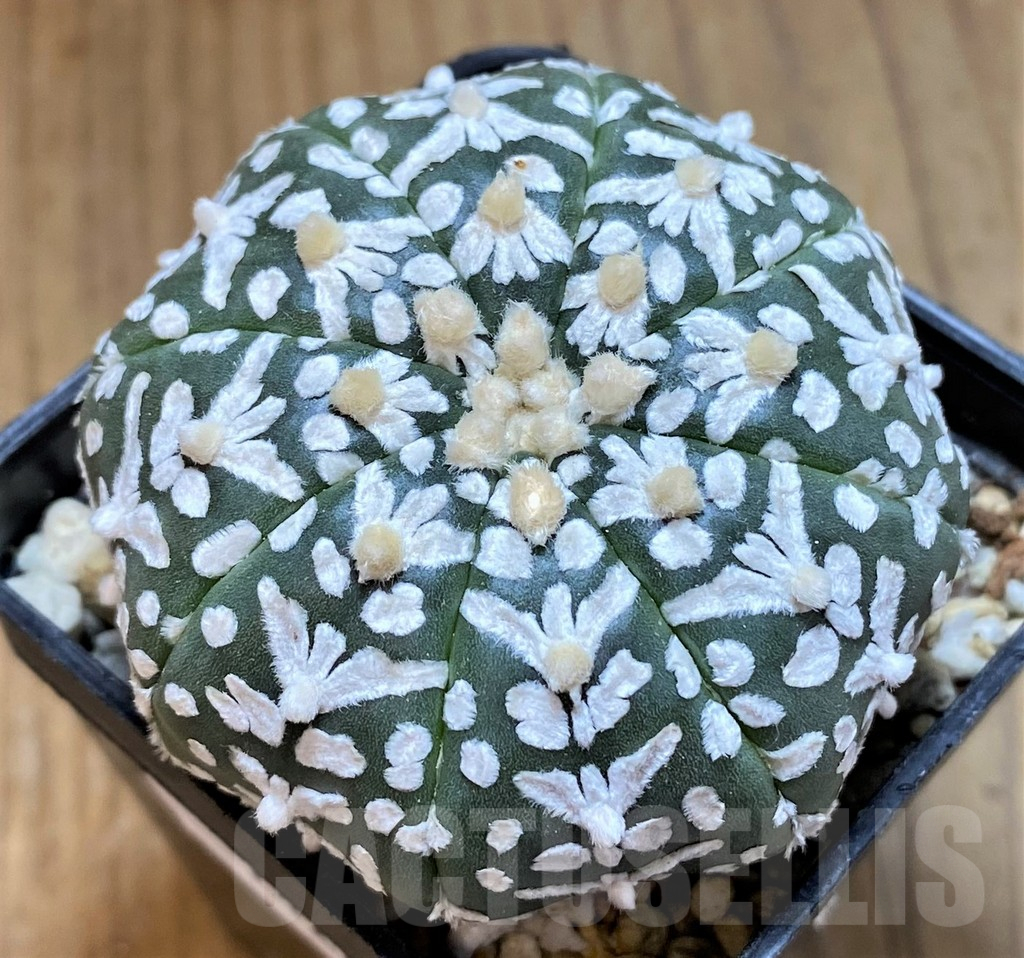 SH14282 Astrophytum asterias ‘Super Kabuto’ V-type