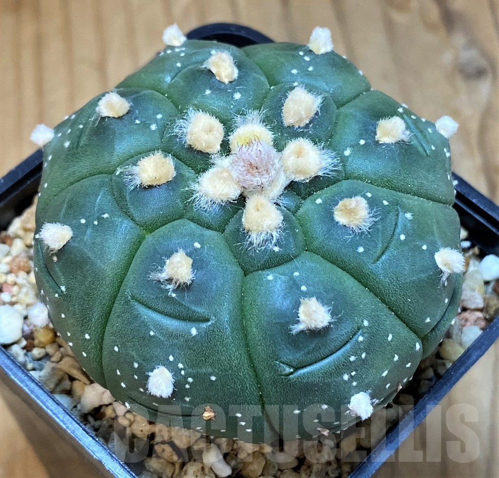 SH14287 Astrophytum asterias ‘Kikko’