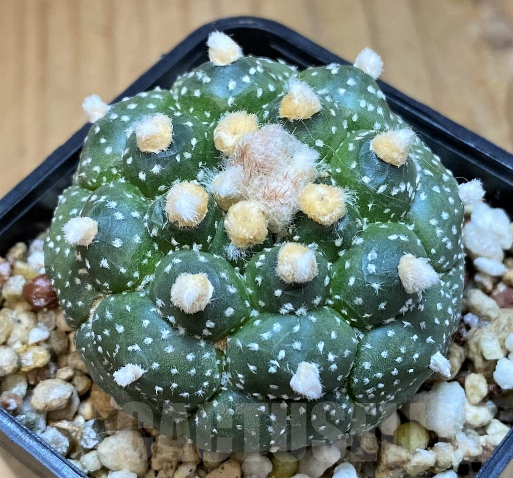 SH14288 Astrophytum asterias ‘Kikko’