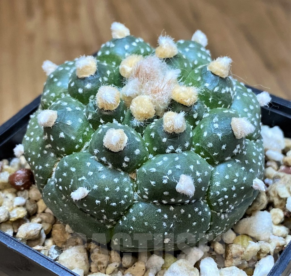 SH14288 Astrophytum asterias ‘Kikko’ - immagine 2