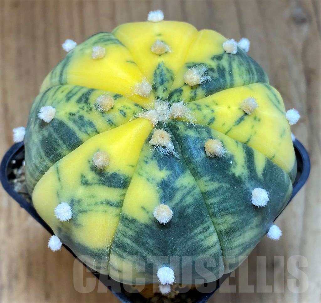 SH14289 Astrophytum asterias f. variegata