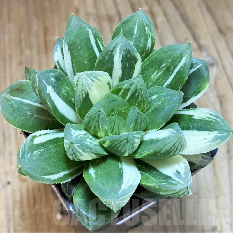 SH14430 Haworthia obtusa 'Marin' f. variegata