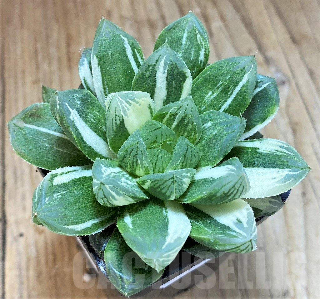 SH14430 Haworthia obtusa 'Marin' f. variegata