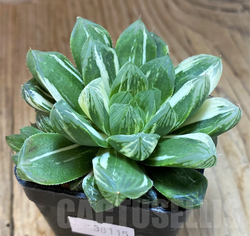 SH14430 Haworthia obtusa 'Marin' f. variegata - Image 2