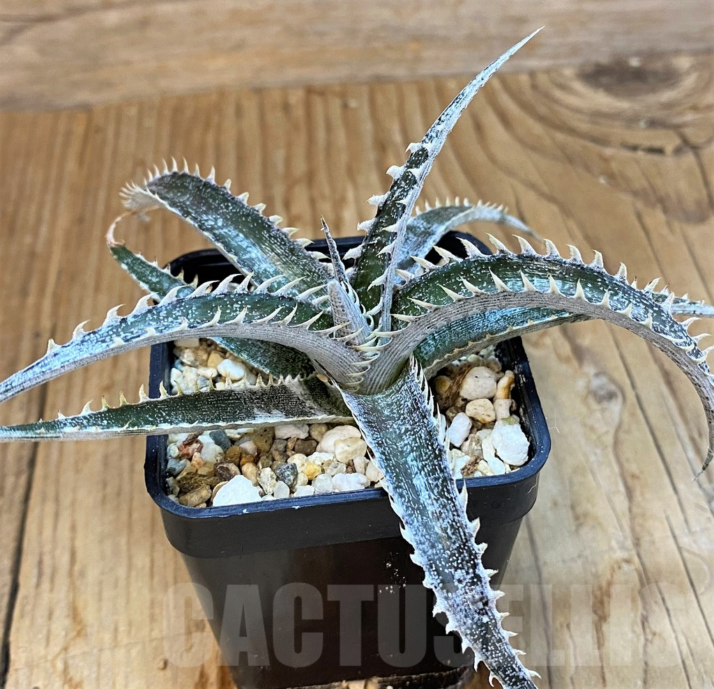SH14010 Dyckia hybrid, seedling - immagine 3