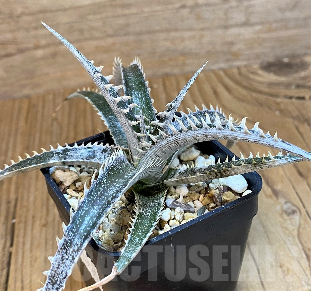 SH14010 Dyckia hybrid, seedling - immagine 2