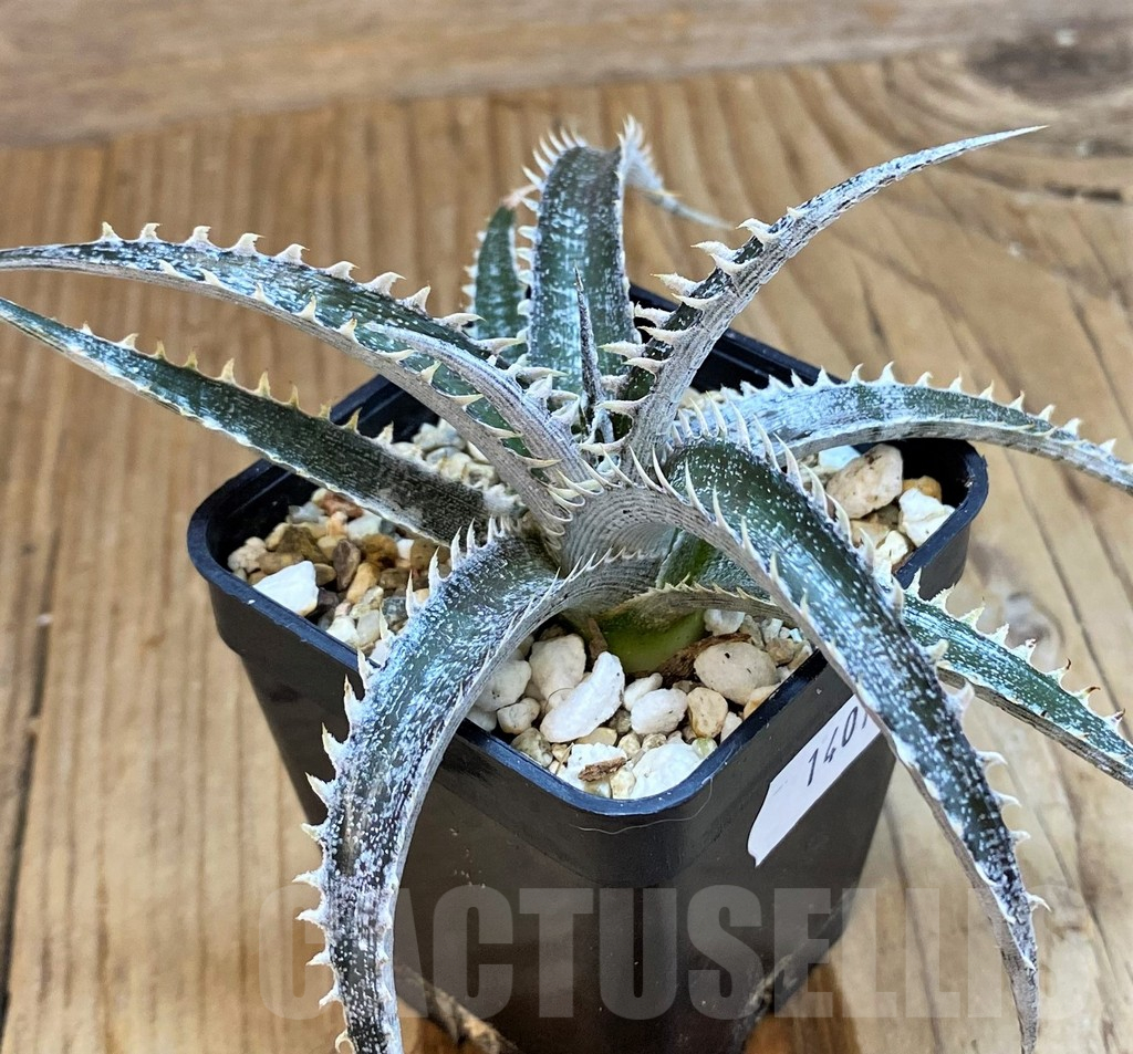SH14010 Dyckia hybrid, seedling