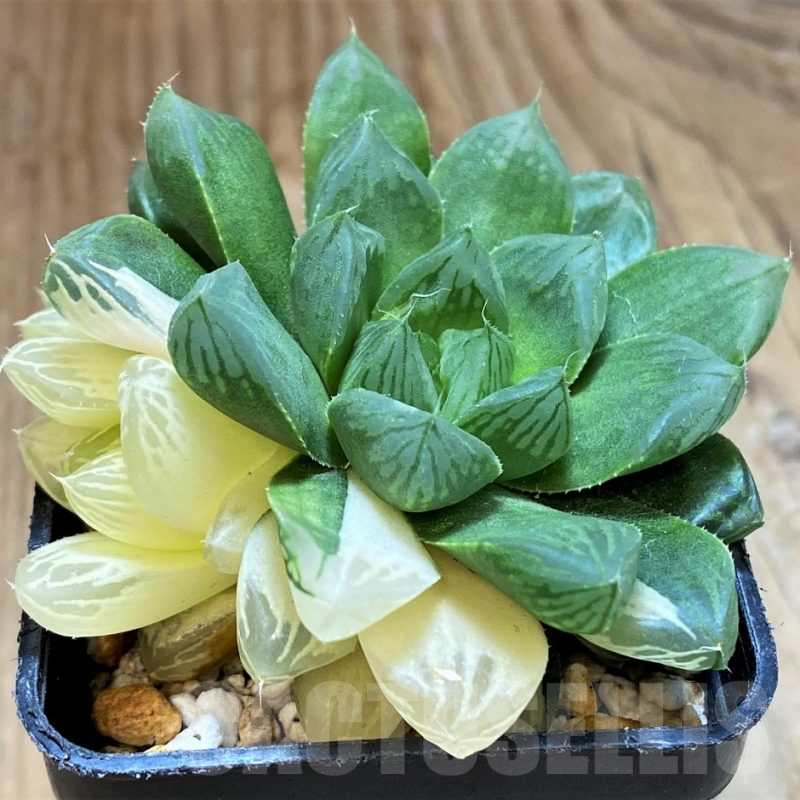 SH16859 Haworthia obtusa ‘Marin’ f. variegata