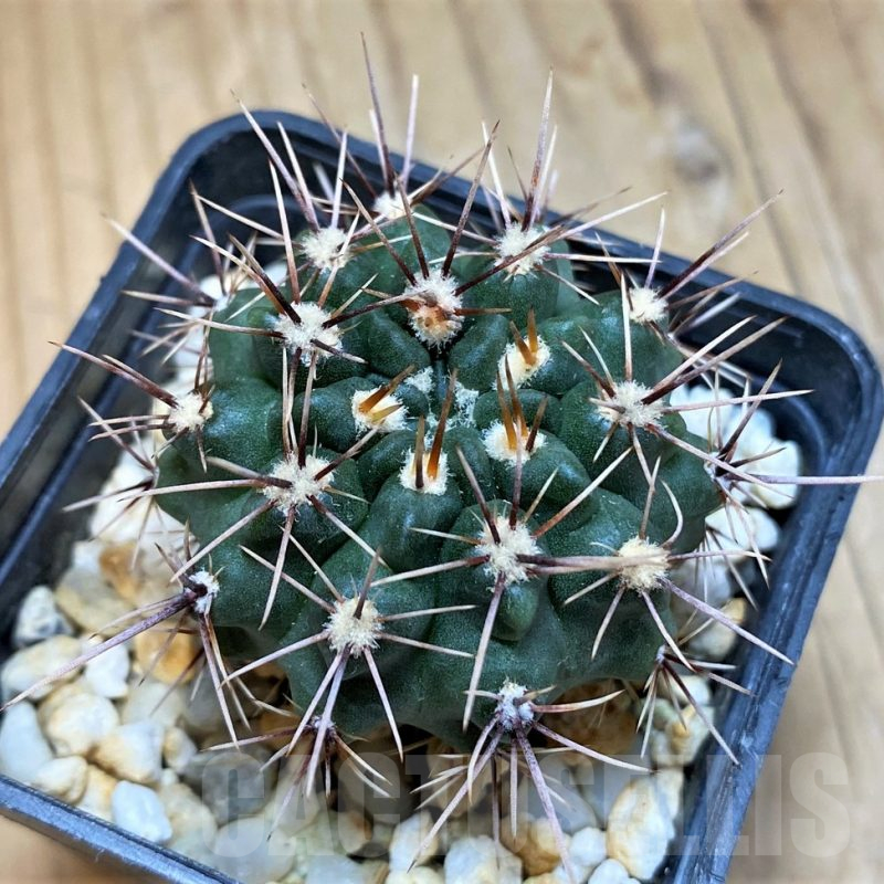 SH17364 Gymnocalycium platense v. ventanicola P94