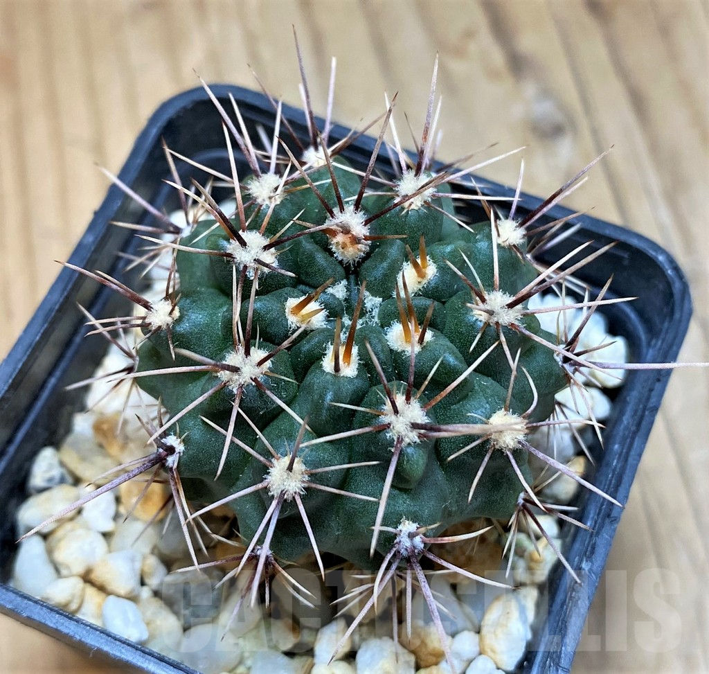SH17364 Gymnocalycium platense v. ventanicola P94