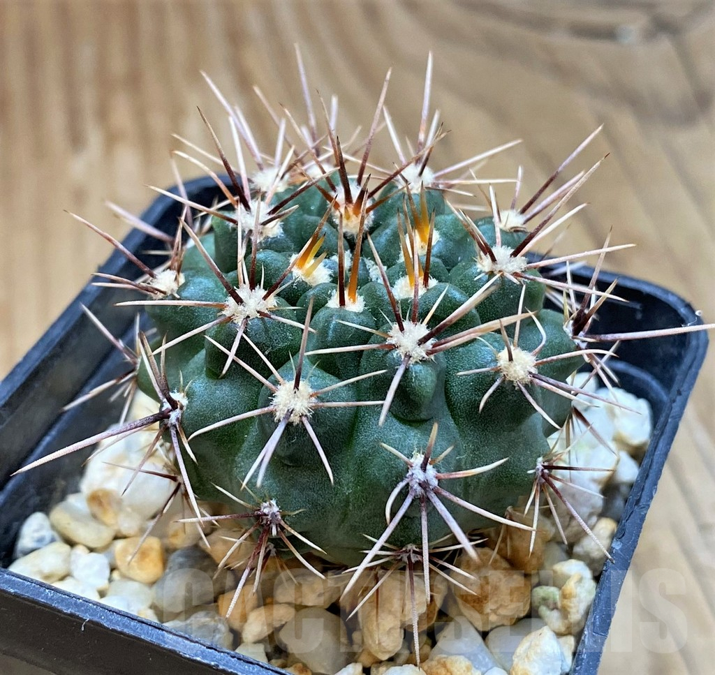 SH17364 Gymnocalycium platense v. ventanicola P94 - Image 2