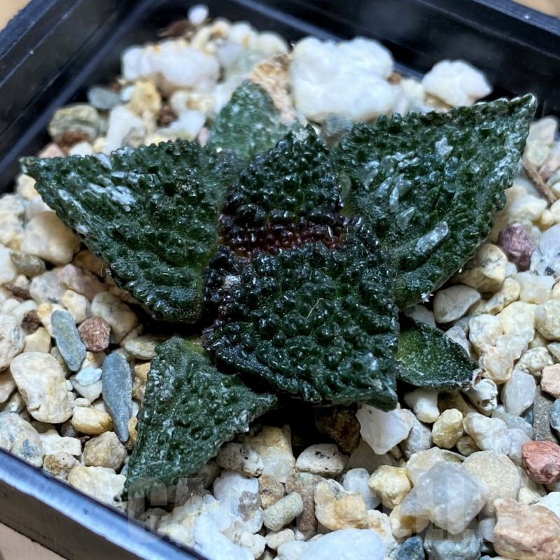 SH17359 Ariocarpus fissuratus ‘Godzilla’ hybrid, seedling