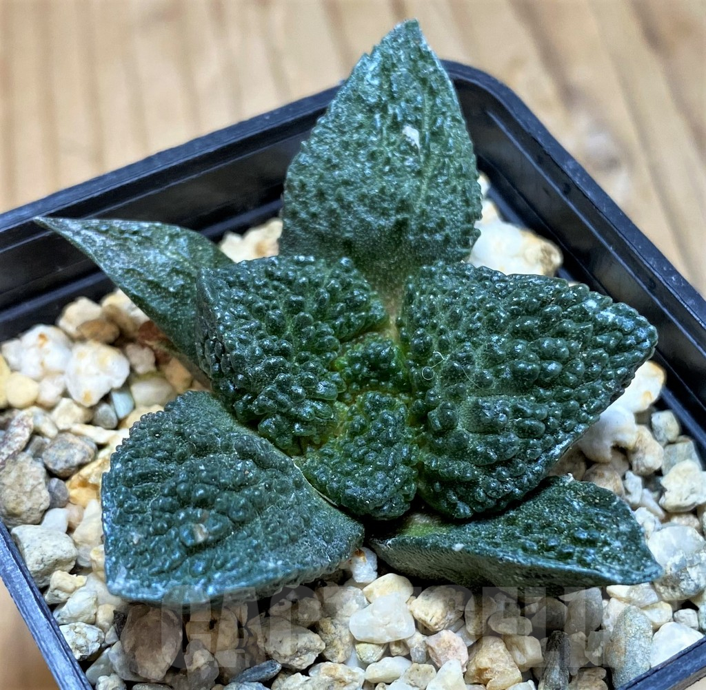 SH17361 Ariocarpus fissuratus 'Godzilla', seedling