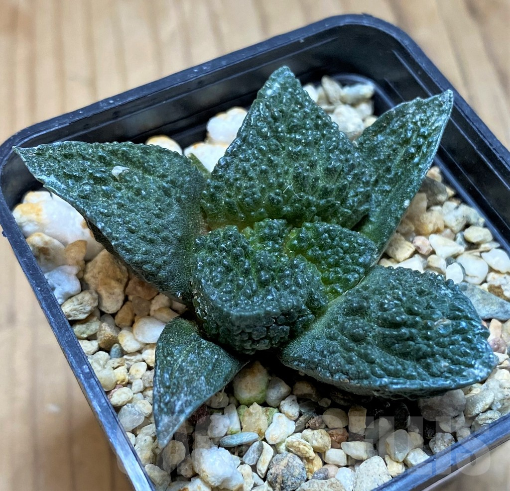 SH17361 Ariocarpus fissuratus 'Godzilla', seedling - Image 2