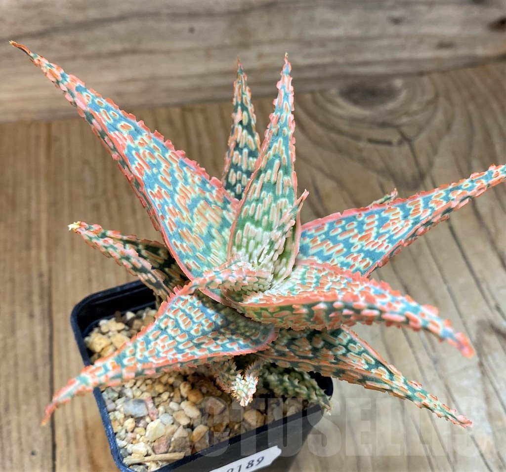 SH19189 Aloe TCT hybrid - immagine 2