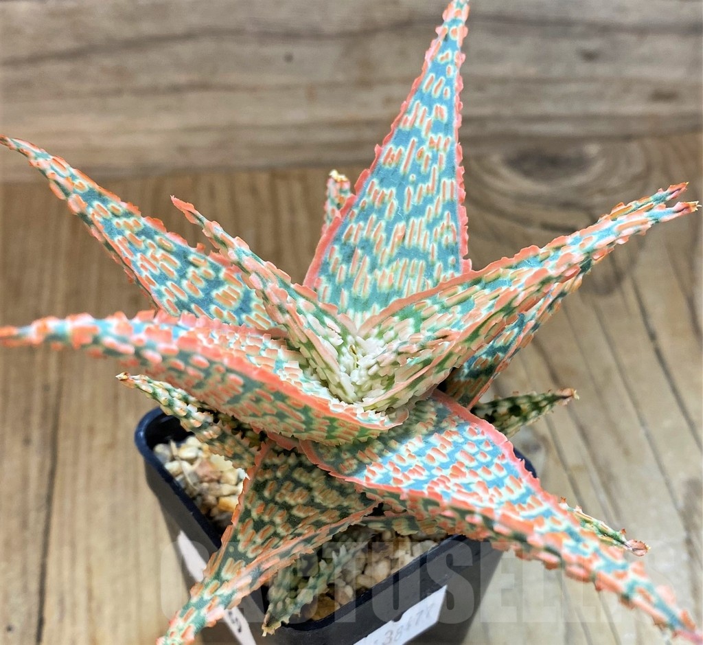 SH19189 Aloe TCT hybrid