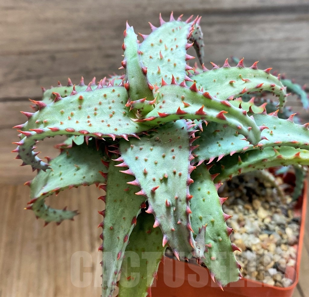 SH19187 Aloe castilloniae hybrid - Image 2