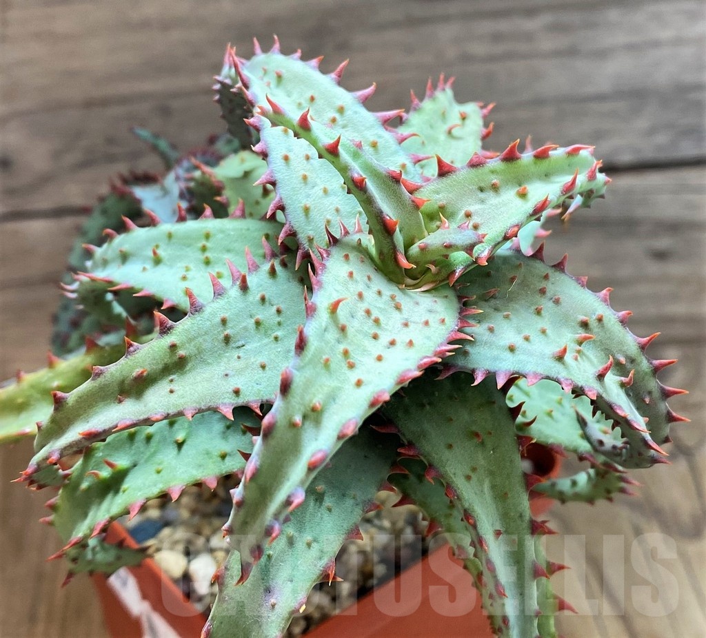SH19187 Aloe castilloniae hybrid