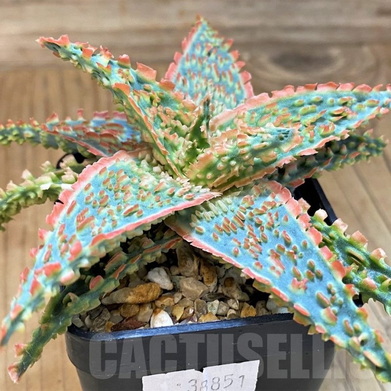 SH19196 Aloe TCT hybrid