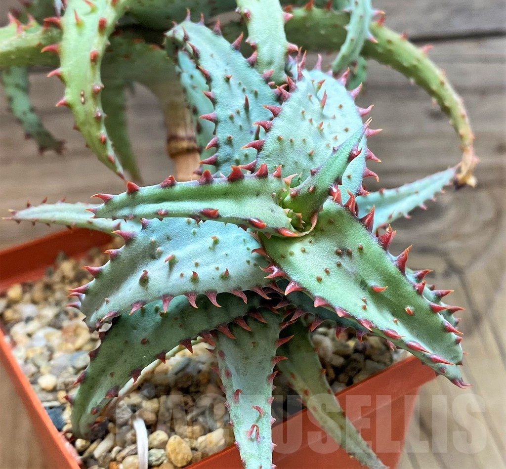 SH19187 Aloe castilloniae hybrid - Image 3