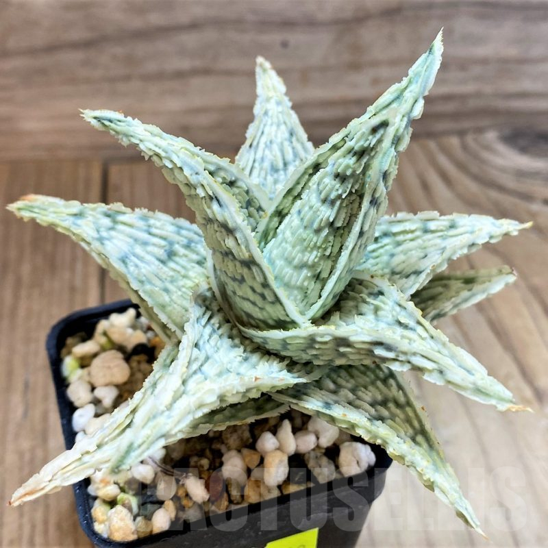 SH17898 Aloe hybrid