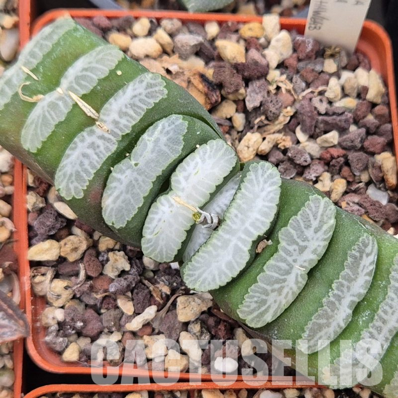 LOT796 10 SEEDS  Haworthia truncata Japan NE 643 2024