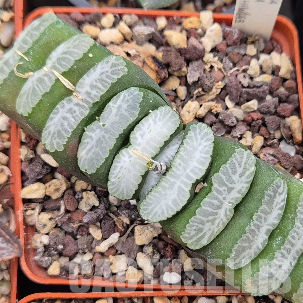 LOT796 10 SEEDS Haworthia truncata Japan NE 643 2024