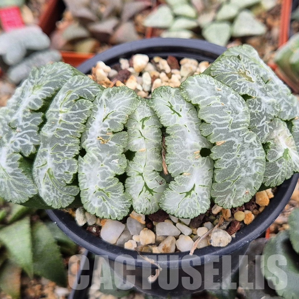 LOT793 10 SEEDS Haworthia truncata Japan white form 2024