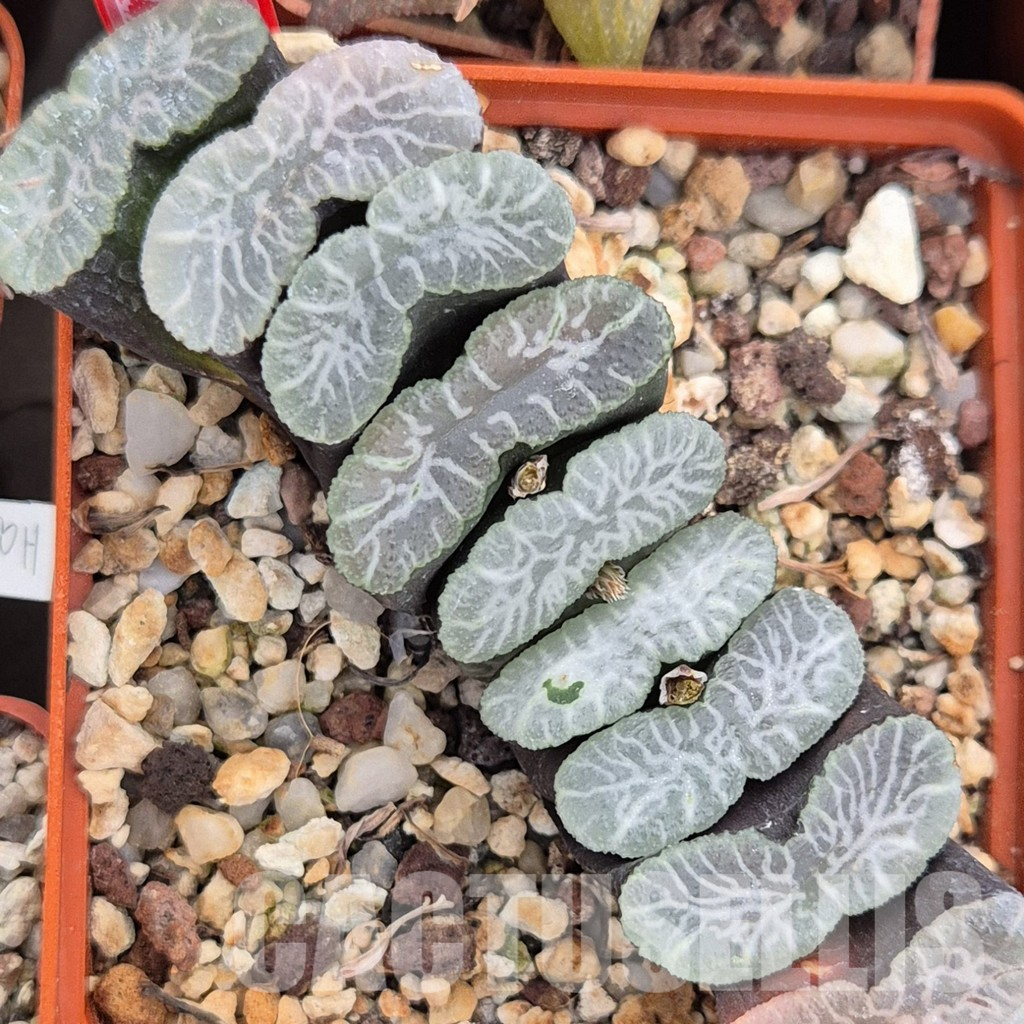 LOT797 10 SEEDS Haworthia truncata Japan TO38 2024