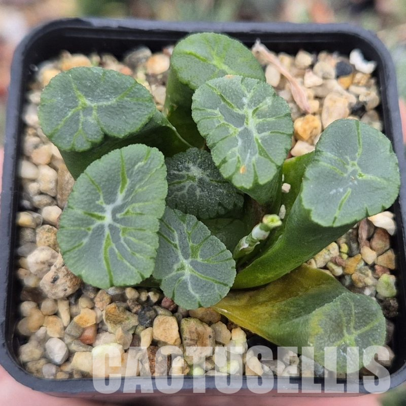 LOT790 10 SEEDS  Haworthia maughanii 'inazuma' 2024