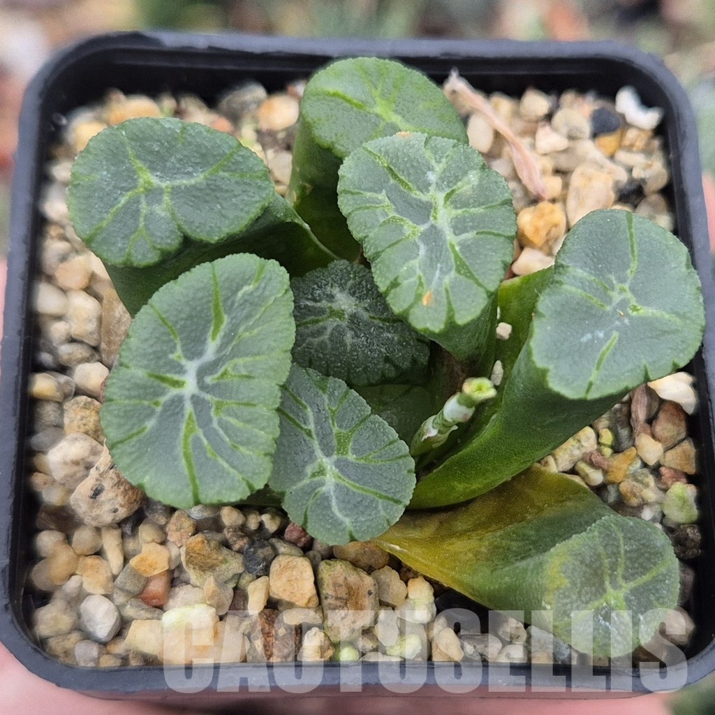 LOT790 10 SEEDS Haworthia maughanii 'inazuma' 2024