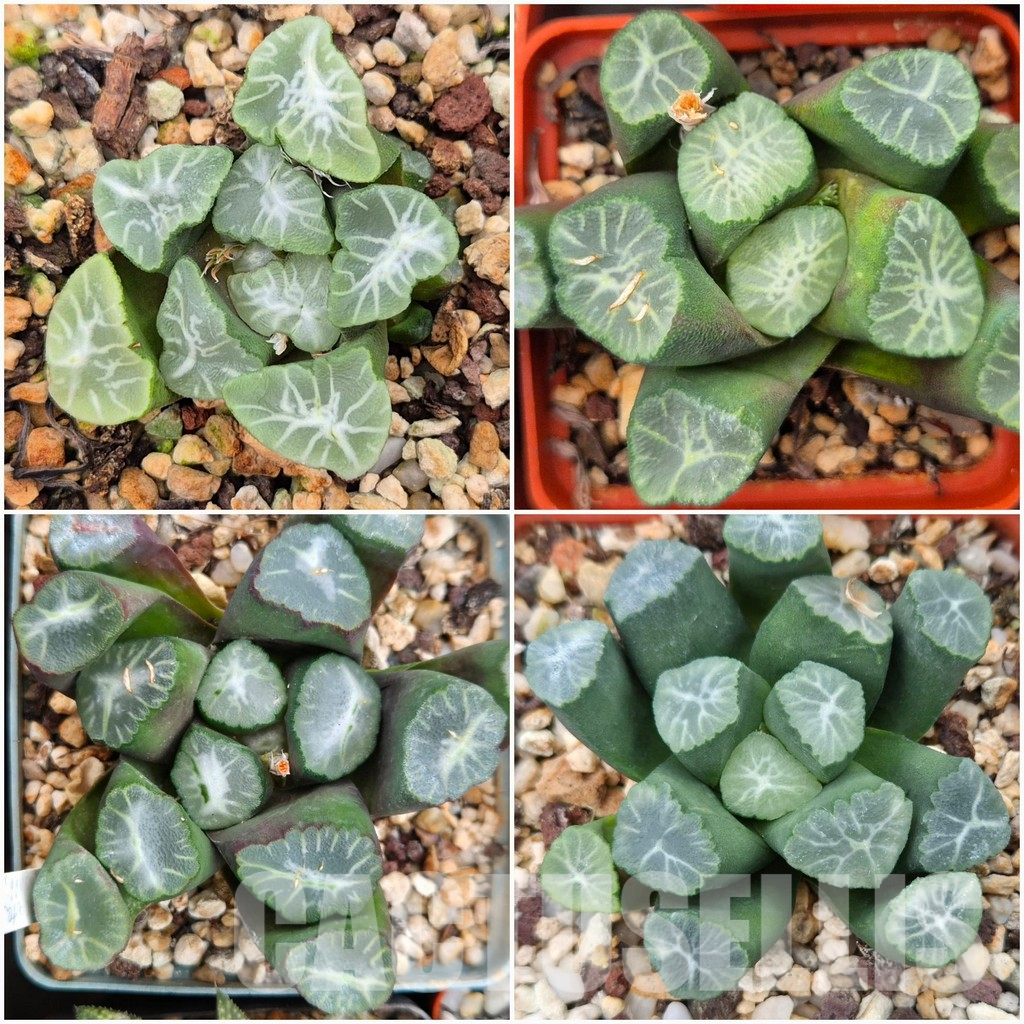 LOT792 10 SEEDS Haworthia maughanii Japan MIX 2024