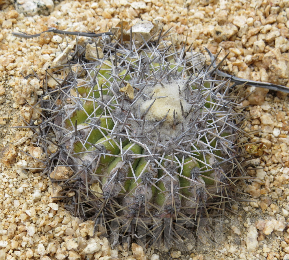 VVG39398 Copiapoa cinerascens -Barquito-