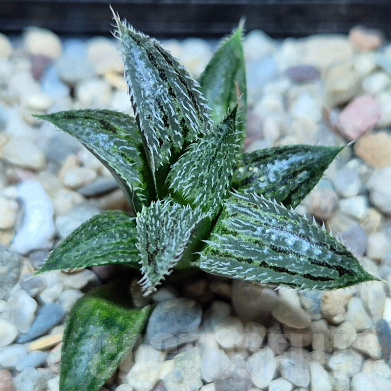 VVG39381 Haworthia mirabilis v.pillosa MBB7246 seedling