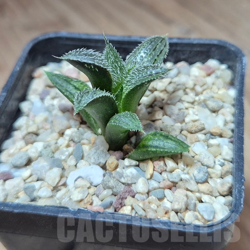 VVG39381 Haworthia mirabilis v.pillosa MBB7246 seedling - immagine 2