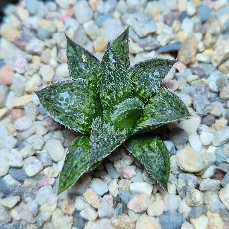 VVG39382 Haworthia mirabilis v.pillosa MBB7246 seedling