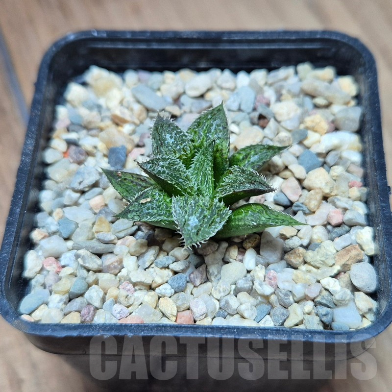 VVG39382 Haworthia mirabilis v.pillosa MBB7246 seedling – Bild 2