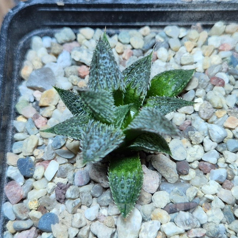 VVG39383 Haworthia mirabilis v.pillosa MBB7246 seedling