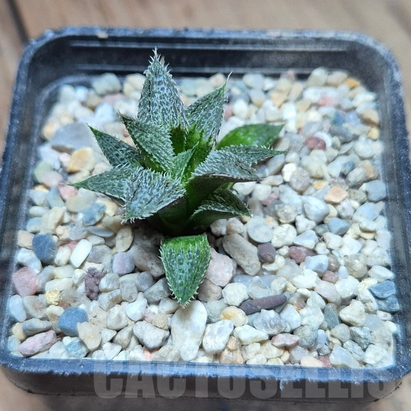 VVG39383 Haworthia mirabilis v.pillosa MBB7246 seedling - immagine 2
