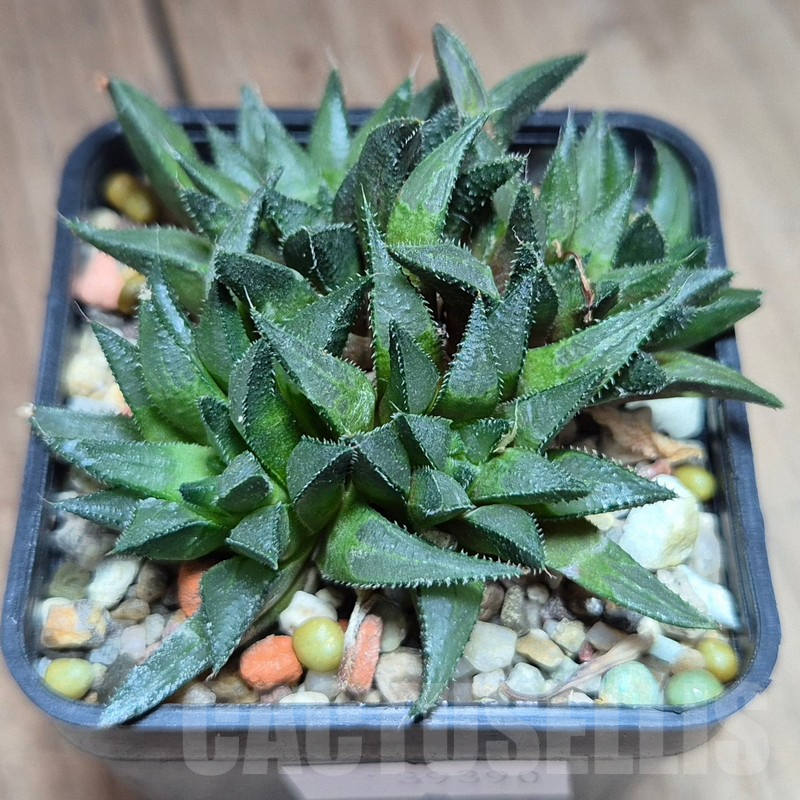 VVG599 Haworthia maraisii JDV 89-8 ex SH