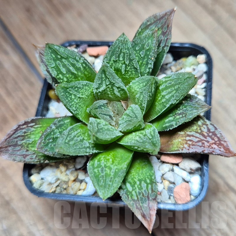 VVG39391 Haworthia VVG30 x 'Yulia'
