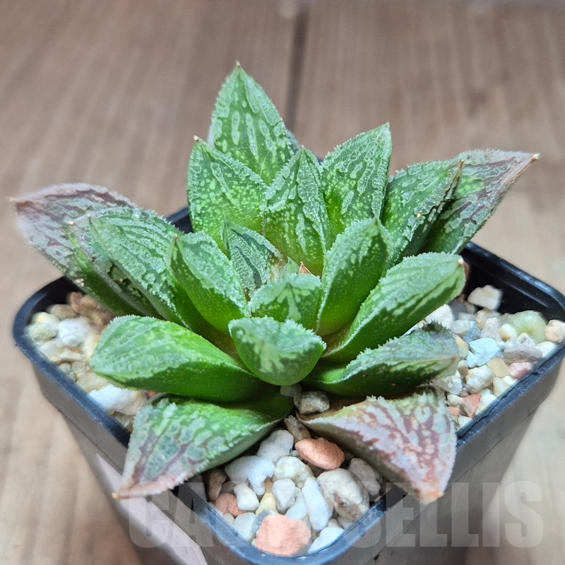 VVG39391 Haworthia VVG30 x 'Yulia' – Image 2