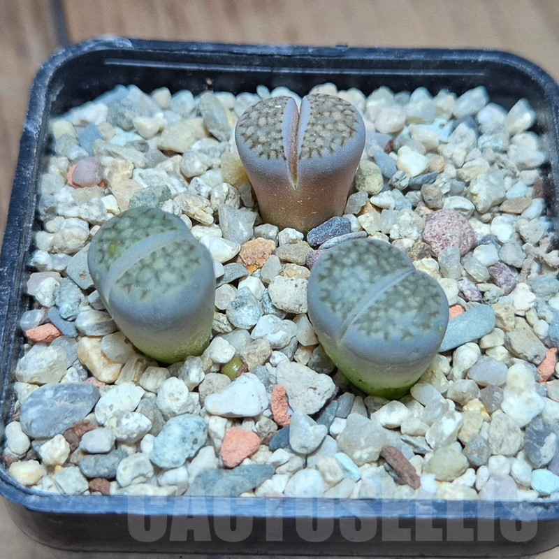 VVG39392 Lithops hallii mix
