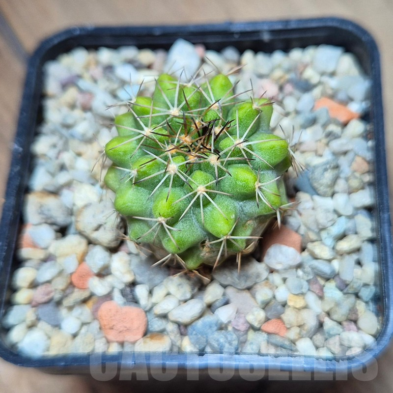 VVG39398 Copiapoa cinerascens -Barquito- - Obrázek 2