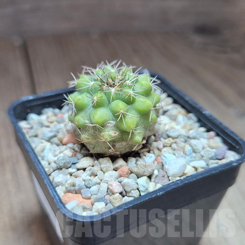 VVG39398 Copiapoa cinerascens -Barquito- - Obrázek 3